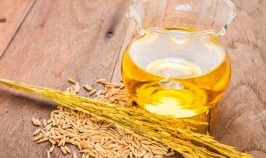 India Has 1.2 MT Untapped Rice Bran Oil Potential, SEA Calls for Policy Push