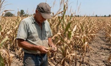From Grains to Dairy, Heatwaves and Drought Cut Europe’s Farm Production by Up to 60%