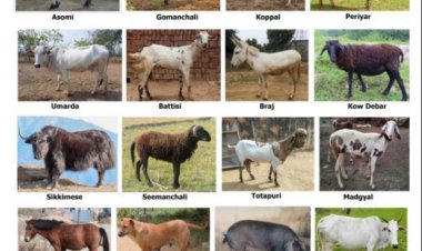 ICAR Registers 16 New Indigenous Livestock and Dog Breeds, Total Count Reaches 262