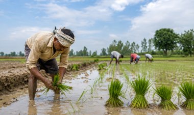 India’s Kharif Sowing Trails Last Year by 1.50% as Rainfall Deficit Persists