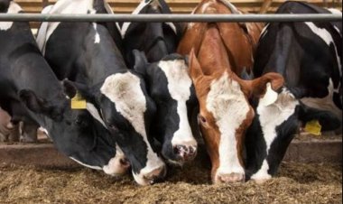 India Faces 37.5% Concentrate Feed Deficit as Livestock Productivity Push Raises Demand