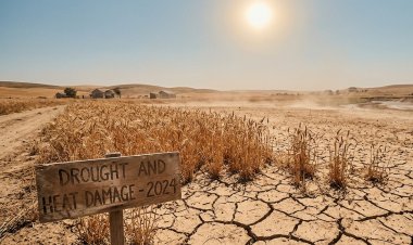 Simultaneous Global Droughts Threaten to Triple Wheat Prices in a 3°C Warmer World
