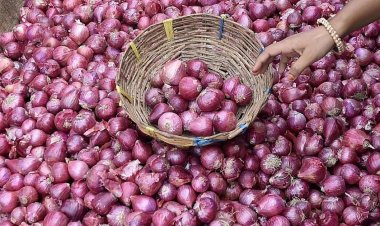 Government Starts Buffer Onion Stock Release, First Kanda Express Heads to Delhi