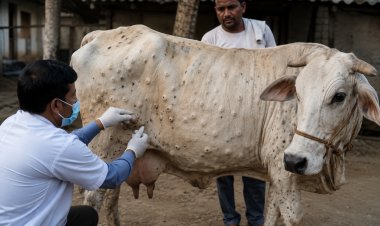Lumpy Skin Disease Spreads Across Several Districts in Uttar Pradesh, Livestock Farmers Worried