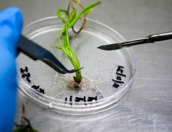 ICRISAT Secures Gene Editing Licence to Develop Climate-Resilient Crops for Smallholder Farmers