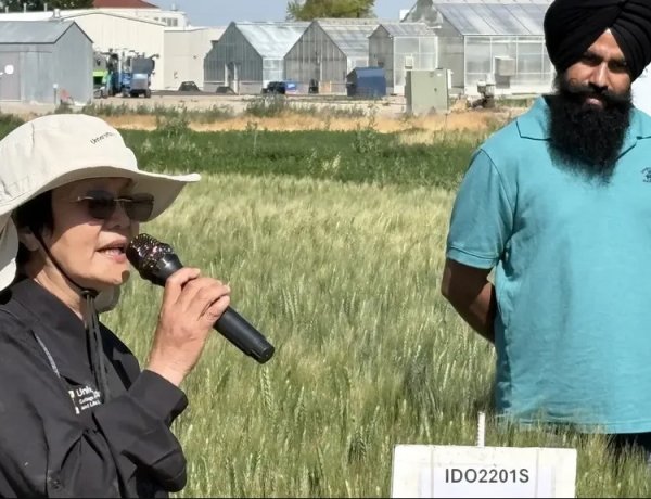 Scientists Identify Wheat Gene Mutation That Could Boost Yields by Up to 10%
