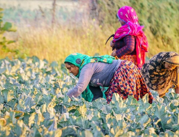 Rural Demand Remains Strong; Sharp Slowdown Unlikely Despite Monsoon and Food Price Risks: UBS