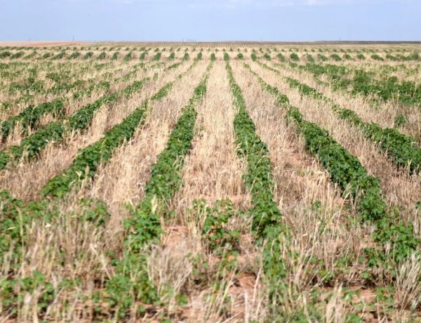Heatwave Hits Crops Across Europe, Grain Industry Faces Rs 22,000 Crore Revenue Loss