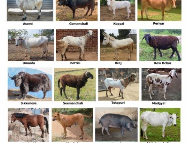 ICAR Registers 16 New Indigenous Livestock and Dog Breeds, Total Count Reaches 262