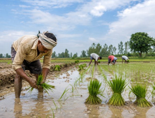 India’s Kharif Sowing Trails Last Year by 1.50% as Rainfall Deficit Persists