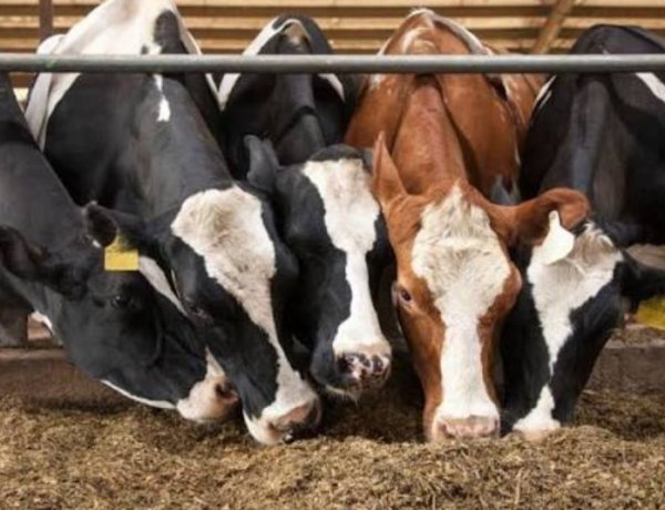India Faces 37.5% Concentrate Feed Deficit as Livestock Productivity Push Raises Demand