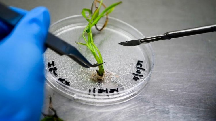 ICRISAT Secures Gene Editing Licence to Develop Climate-Resilient Crops for Smallholder Farmers