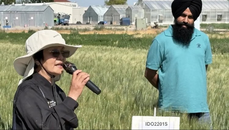 Scientists Identify Wheat Gene Mutation That Could Boost Yields by Up to 10%