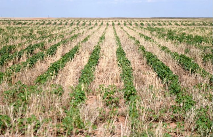Heatwave Hits Crops Across Europe, Grain Industry Faces Rs 22,000 Crore Revenue Loss