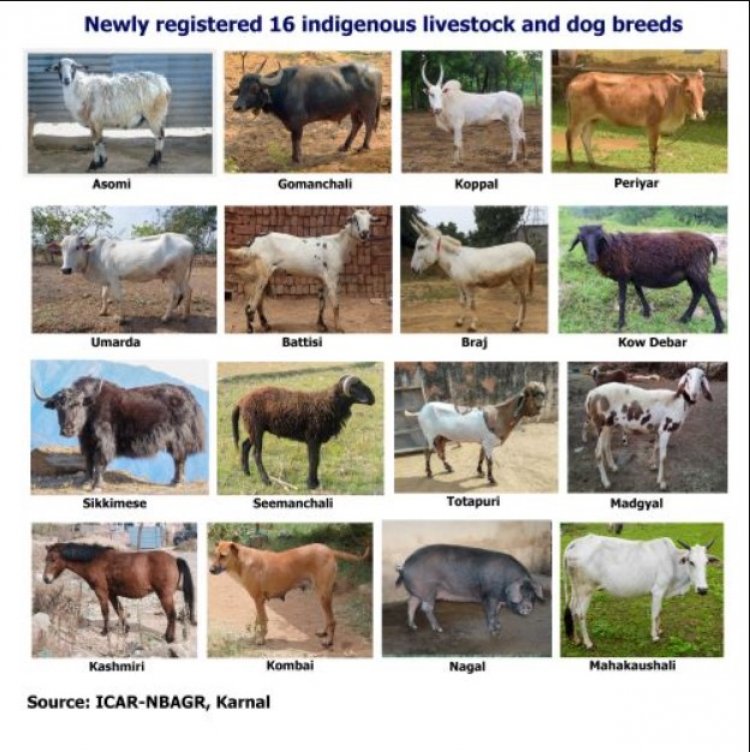 ICAR Registers 16 New Indigenous Livestock and Dog Breeds, Total Count Reaches 262