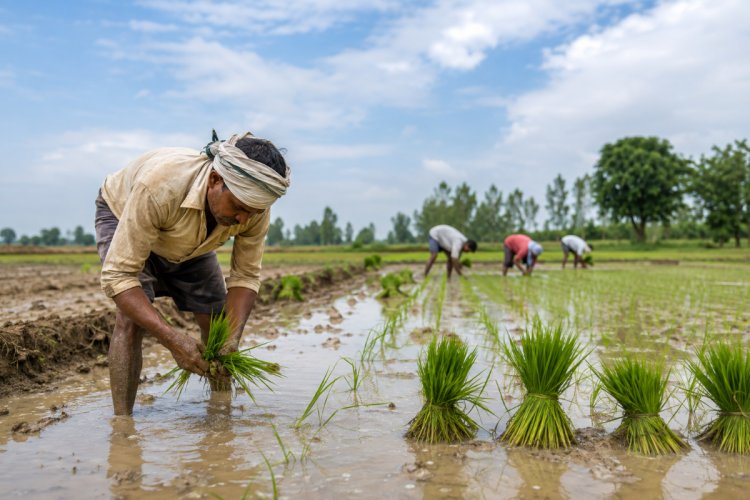 India’s Kharif Sowing Trails Last Year by 1.50% as Rainfall Deficit Persists