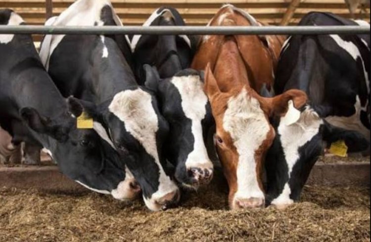 India Faces 37.5% Concentrate Feed Deficit as Livestock Productivity Push Raises Demand