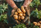 Farm Peace Launches Rs 32 Crore IPO on BSE SME to Scale Potato Contract Farming