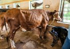 Lumpy Skin Disease Returns After Four Years; 28 States and UTs on Alert, Wildlife Also Reportedly Affected