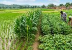Kharif Sowing Gap Narrows to 1.60 percent, but Paddy Acreage Deficit Widens to 3.74 percent