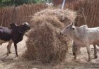 India Produces 500 MT+ Crop Residues, But Much of Their Feed Potential Remains Untapped