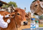 Lumpy Skin Disease Resurges in Cattle; Most States Still Rely on Goatpox Vaccine Despite LSD Vaccine Availability