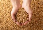 India’s Soybean Production to Drop Amid Erratic Monsoons and Crop Shifts: USDA Report