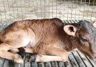 First Badri Calf Born Through OPU-IVF Technology, Boosting Conservation of Uttarakhand’s Indigenous Breed