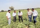 ICAR-CAZRI Moth Bean Varieties Show Strong Resilience Amid Prolonged Dry Spell in Rajasthan