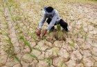 15 Percent Monsoon Deficit Pushes Over Half of India into Drought, Raising Kharif Crop Concerns