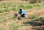 Monsoon Withdrawal Begins from Rajasthan as 327 Districts Record Deficient Rainfall; Paddy Area Down 3.7%