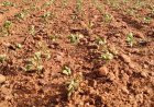 Maharashtra Declares Drought in 265 Talukas Amid Rainfall Shortfall
