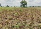 177 Talukas in Karnataka Drought-Hit, Could Reach 200; Maharashtra May Face 100% Drought by September-End