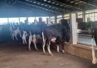 UP Approves State Livestock Mission, Offers Rs 40,000 Subsidy per Cow; State to Bear 85% of Insurance Premium