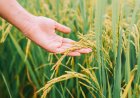 SKM Opposes Release of Gene-edited Rice Seeds, Seeks Stronger Public Research