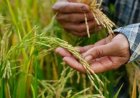 SC Asked to Expedite Contempt Plea Over Alleged Release of GM Rice