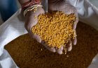 GI-Tagged Gulbarga Tur Dal Heads to Maldives, Farmers Get Over 30 pc Higher Realisation