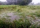 Heavy Rain Hits Uttar Pradesh, Damages Kharif Crops; 25 Times More Rainfall Recorded in a Day