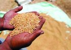Wheat MSP Hiked by Rs 25 to 2,610 for 2027-28 Rabi Season, Less Than 1 pc Increase