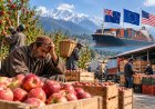 Apple Growers Face Price Crash as AIKS Seeks Market Intervention Before India-New Zealand FTA