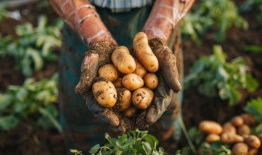 Farm Peace Launches Rs 32 Crore IPO on BSE SME to Scale Potato Contract Farming