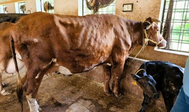 Lumpy Skin Disease Returns After Four Years; 28 States and UTs on Alert, Wildlife Also Reportedly Affected