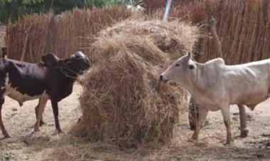 India Produces 500 MT+ Crop Residues, But Much of Their Feed Potential Remains Untapped