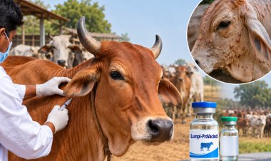 Lumpy Skin Disease Resurges in Cattle; Most States Still Rely on Goatpox Vaccine Despite LSD Vaccine Availability