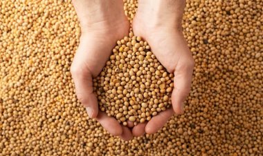 India’s Soybean Production to Drop Amid Erratic Monsoons and Crop Shifts: USDA Report