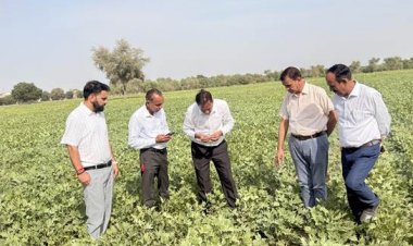 ICAR-CAZRI Moth Bean Varieties Show Strong Resilience Amid Prolonged Dry Spell in Rajasthan