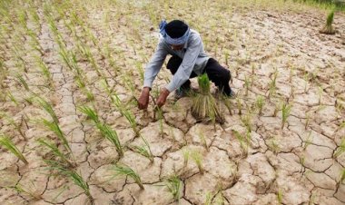 15 Percent Monsoon Deficit Pushes Over Half of India into Drought, Raising Kharif Crop Concerns