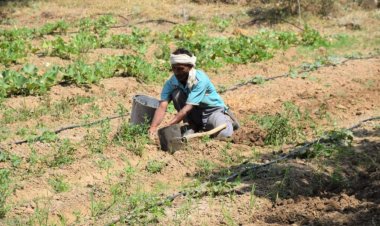 Monsoon Withdrawal Begins from Rajasthan as 327 Districts Record Deficient Rainfall; Paddy Area Down 3.7%