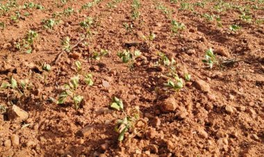 Maharashtra Declares Drought in 265 Talukas Amid Rainfall Shortfall