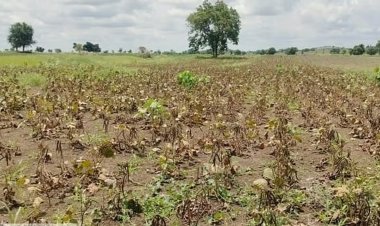 177 Talukas in Karnataka Drought-Hit, Could Reach 200; Maharashtra May Face 100% Drought by September-End